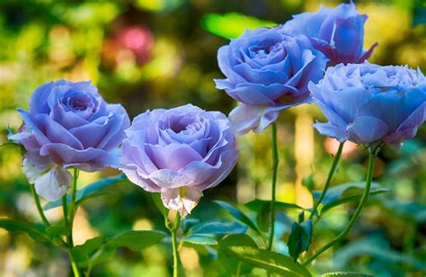 The Mesmerizing Charm And Symbolic Meaning Of 13 Exceptional Blue Rose