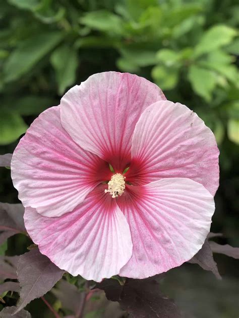 Dinner Plate Hibiscus 🌺 🍽 Unleash The Tropical Vibe In Your Garden