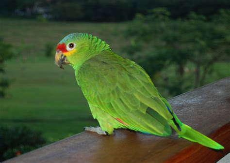 Parrot Pictures Kids Search