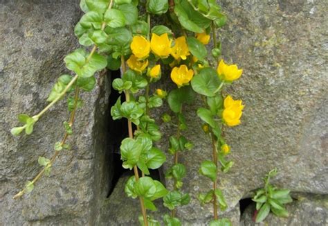 Plants That Grow On Walls Dengarden
