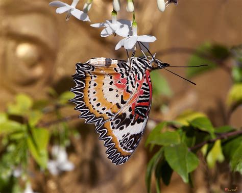 Leopard Lacewing Butterfly Dthu619 Photograph By Gerry Gantt Fine Art