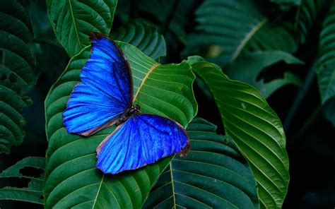 1 Blue Morpho Butterfly Hd Wallpapers Backgrounds Wallpaper Abyss