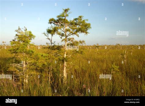 Sawgrass Marsh Pond Cypress Trees Everglades National Park Stock Photo