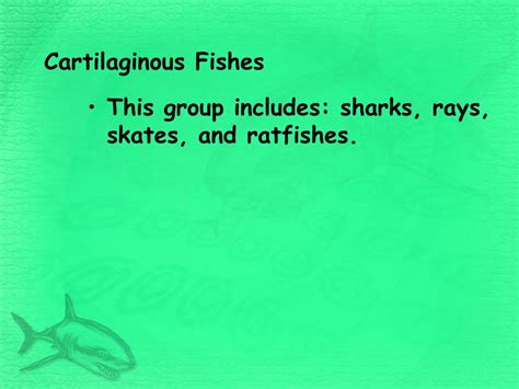 Ppt Cartilaginous Fishes Powerpoint Presentation Free Download Id