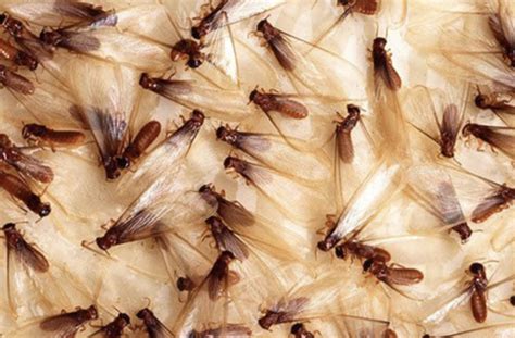 Five Signs You Have A Termite Infestation Preventive Pest Control