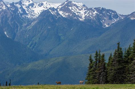 Hurricane Ridge Reopening To Public Park Aims To Restore Services