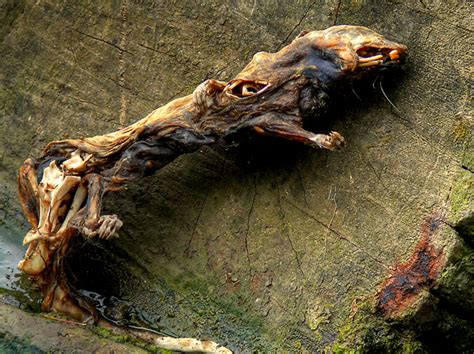 You still need to get it out of your home, but dealing with a live mouse is far different from what you would do with a dead one. dead cat dead rat | Omnysce | Flickr