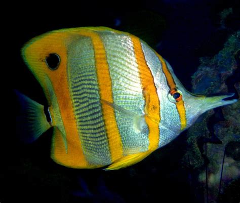 coral fish | RUSHKULT
