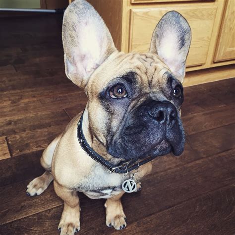 Choose from one of these 300 names for male or female frenchies. French Bulldog, Nacho | Bulldog, Cute funny animals, Cute ...