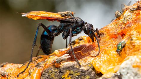 An Entomology Expert Explains How To Identify And Get Rid Of Tarantula Hawk Wasps