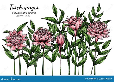Pink Torch Ginger Flower And Leaf Drawing Illustration With Line Art On
