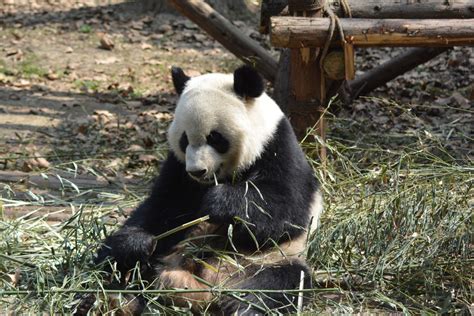 Free Images Bear Wildlife Mammal Fauna Vertebrate Giant Panda