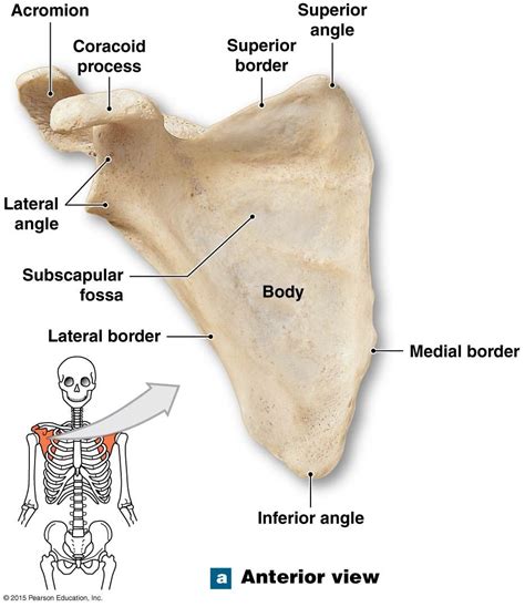 The Acromion Process Of The Scapula Human Anatomy And Physiology