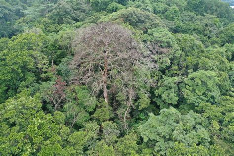 What Kills The Largest Trees In Tropical Forests Nature