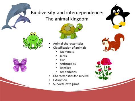 Biodiversity And Interdependence Animal Kingdom Teaching Resources