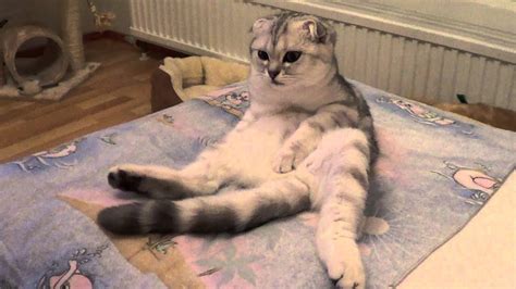 Scottish Fold Cat Sitting Youtube