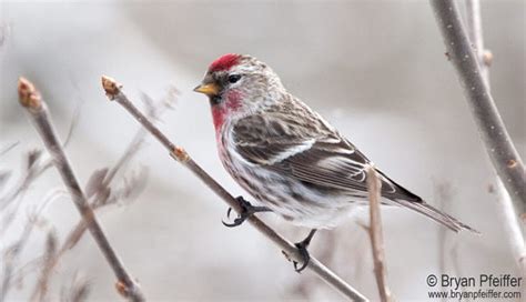 The Forecast Calls For Finches