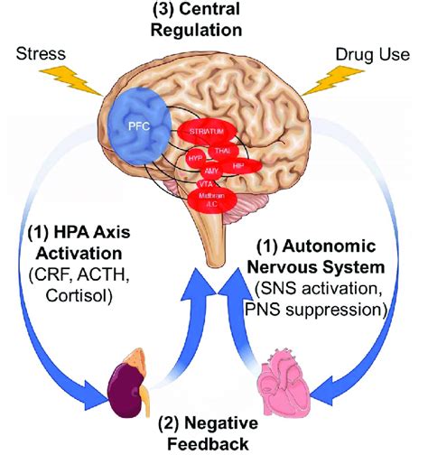 The Dynamic Interplay Between Peripheral Stress Response And Central