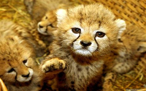 Cute Baby Wild Animals Wallpapers - Wallpaper Cave