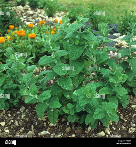 Round Leaved Mint Mentha Rotundifolia In A Herb Garden Devon Stock