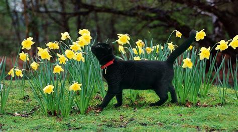 Cat In Spring Wallpapers Wallpaper Cave