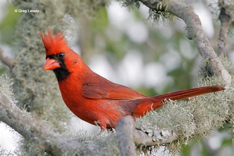 Northern Cardinal Id Facts Diet Habit And More Birdzilla