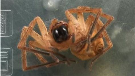 What Happens If A Brazilian Wandering Spider Bites You Brazilian