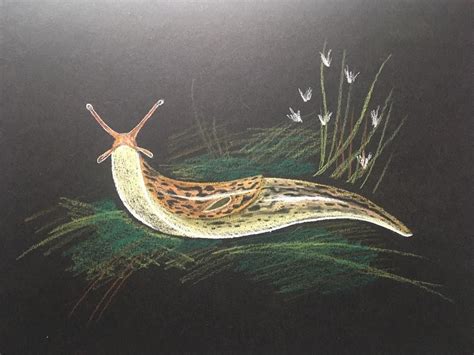 Lisa Vanin On Instagram A Giant Garden Slug ️ Giantgardenslug Art