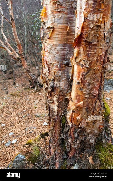 The Papery Bark Of A Silver Birch Tree Stock Photo Alamy