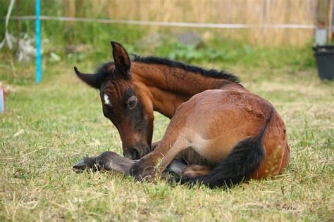 How Do Horses Sleep And Do They Sleep Standing Up Horsey