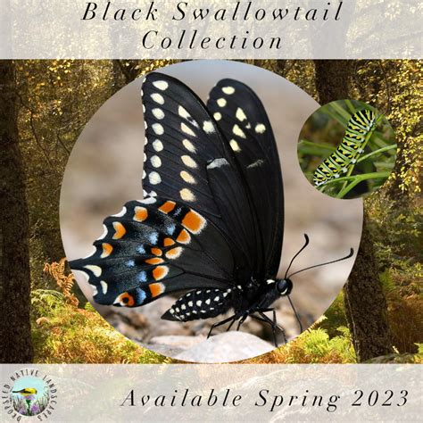 Native Hosts For Eastern Black Swallowtails