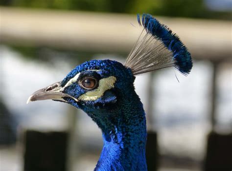 Free Images Bird Wing Wildlife Portrait Beak Blue Fauna Peacock Close Up Galliformes