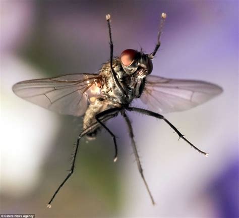 A Bugs Life Photographer Uses Laser Beams And A Macro Lens To Capture