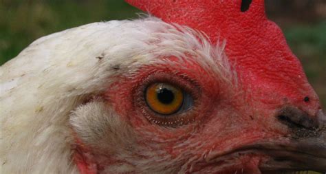 Scientists Say: Zoonosis | Science News for Students