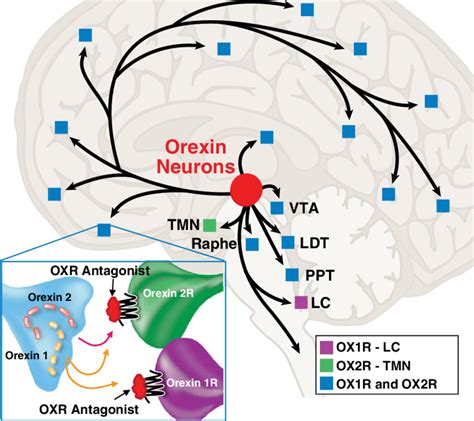 Projections Of Orexin Neurons And Ox R Distribution Red Circle Shows