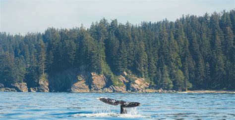 Tofino Whale Watching Guide Pacific Sands
