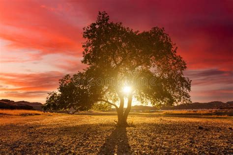 Lonely Tree In A Field At Sunset Beautiful Summer Landscape Stock