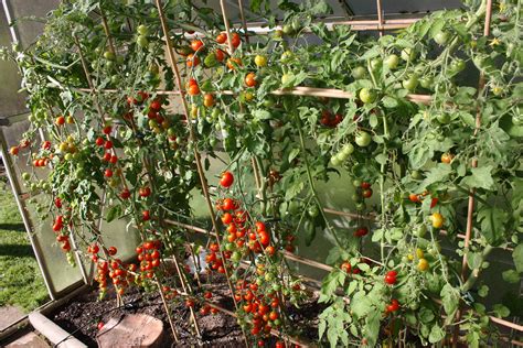 41+ elegant Vorrat Tomatenpflanzen Wann : Tomaten ausgeizen: Das sollte