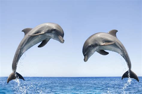 Dolphin Pictures Jumping Out Of The Water