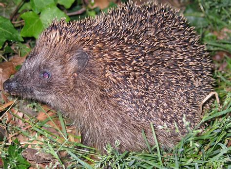 Auf das füttern solle man also eigentlich eher verzichten und sich stattdessen darum kümmern, dass. So fühlt sich der Igel im Garten wohl | Deister Echo