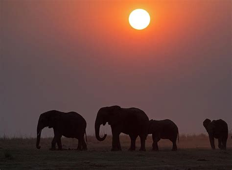African Elephants At Sunset Photograph By Tony Camachoscience Photo