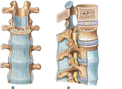 Pictures Of Anterior Longitudinal Ligament