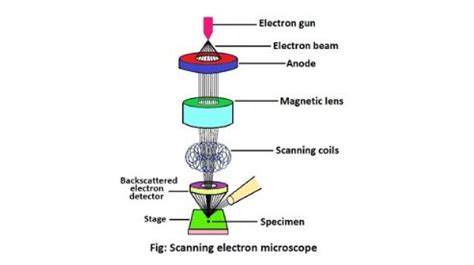 Scanning Electron Microscope Structure Description Sciencequery Com