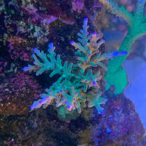 Purple Tip Nasuta Acropora Coral Aquarium Installation And