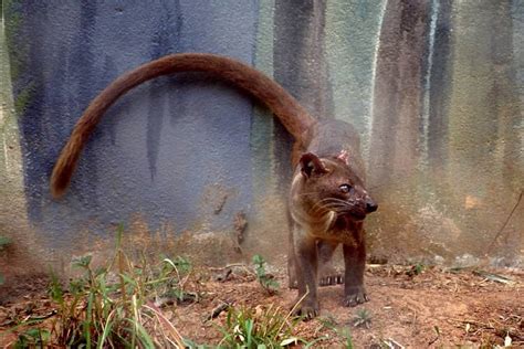 Dont Get Bit — Fossa A Relative Of The Mongoose The Fossa Is
