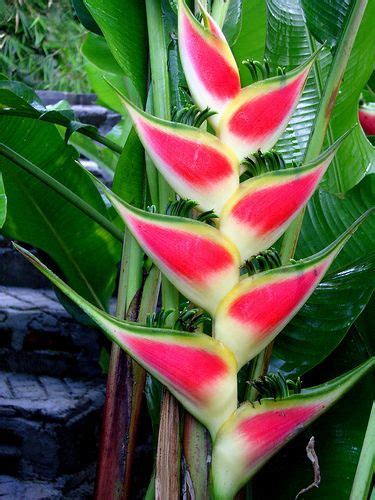 For example, amaryllis flowers are native to south and central america and therefore considered exotic in other regions of the world. FLOWERS OF BELIZE - HELICONIACEAE PLANT - Belize's Parrot ...