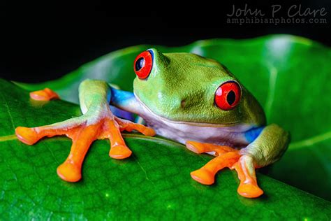 Red Eyed Tree Frog Agalychnis Callidryas July 6th 2014 Flickr