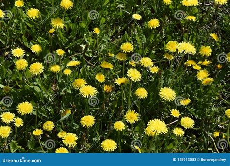 Yellow Dandelions Bright Flowers Dandelions On Background Of Green