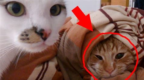 Trapped Kitty Cat In A Burrito Youtube