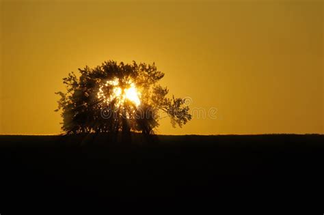 Sun Behind A Tree Stock Photo Image Of Valley Sunset 37159238